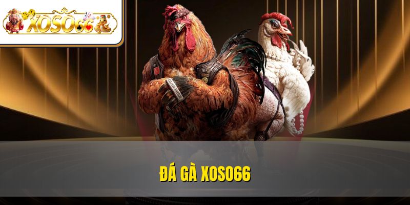 Đá Gà XOSO66 | Trải Nghiệm Kê Chiến Rực Lửa Online 1 Đá Gà XOSO66 | Trải Nghiệm Kê Chiến Rực Lửa Online