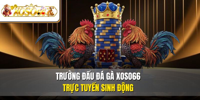 Đá Gà XOSO66 | Trải Nghiệm Kê Chiến Rực Lửa Online 2 Trường đấu đá gà XOSO66 trực tuyến sinh động